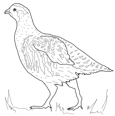 Grey Partridge Coloring Page